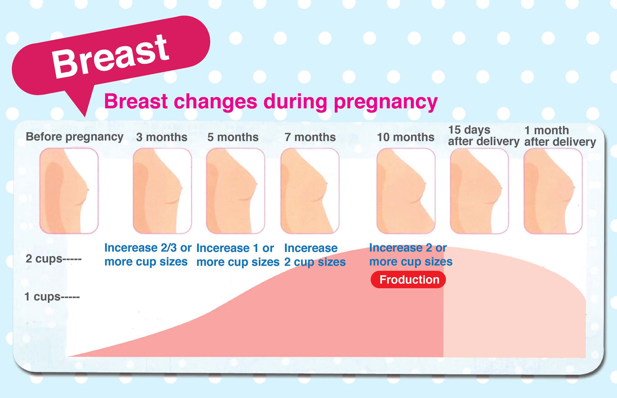 Prenatal body shape changes – Bonluxe (Asia) Limited